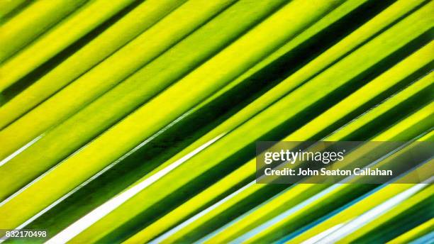 coconut frond on catanduanes island - catanduanes ストックフォトと画像