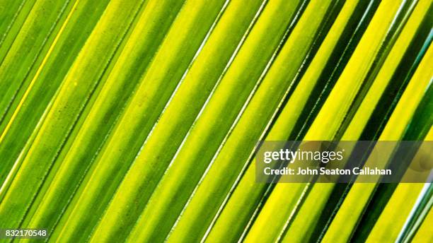 coconut frond on catanduanes island - catanduanes ストックフォトと画像