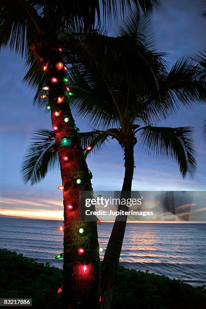 christmas lights on palm tree - christmas palm tree stock-fotos und bilder