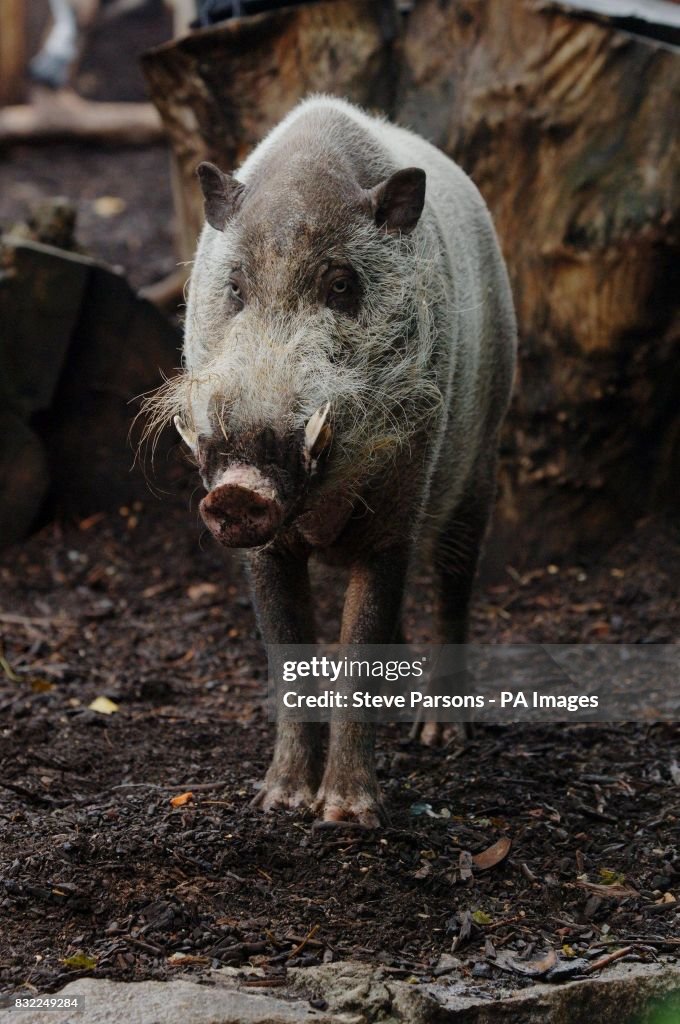 Generic stock picture of a bearded pig at London Zoo in Regent's Park in Cental London.   (Photo by Steve Parsons - PA Images/PA