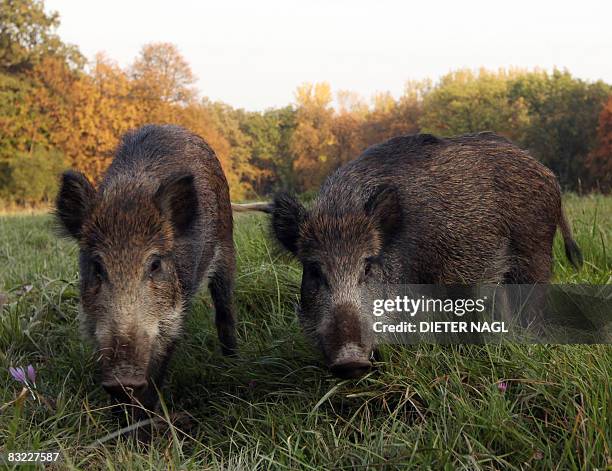 Two wild boar cubs are pictured on October 11, 2008 in the Lainzer Tiergarten, a 25 square kms growth forest west of Vienna that was constituted more...