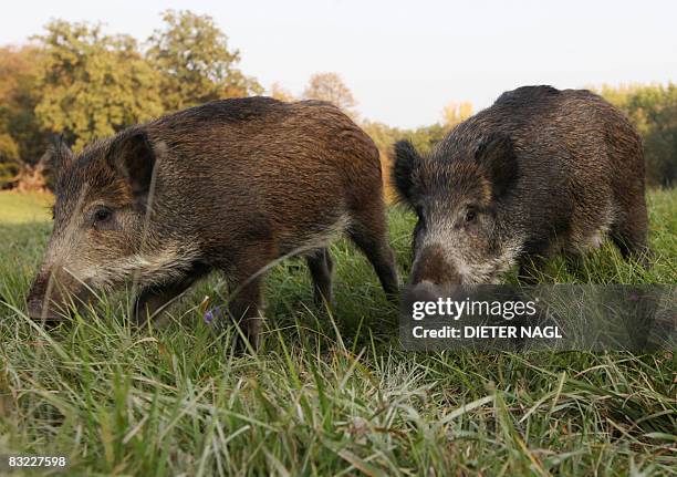 Two wild boar cubs are pictured on October 11, 2008 in the Lainzer Tiergarten, a 25 square kms growth forest west of Vienna that was constituted more...