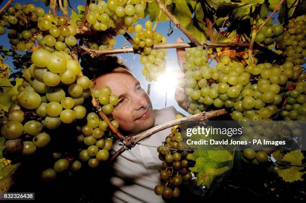 Clive Vickers of the Halfpenny Green vineyard tends his grapes as he prepares for next weeks harvest.