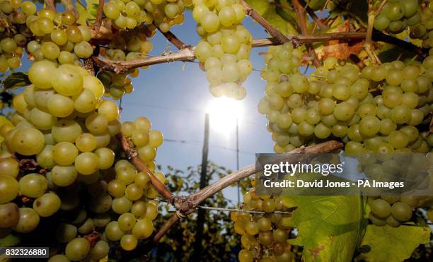 The Halfpenny Green vineyard grapes ahead of next weeks harvest.