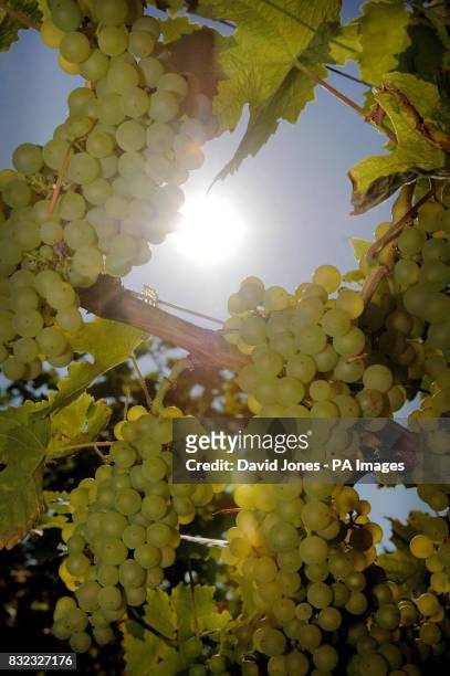 The Halfpenny Green vineyard grapes ahead of next weeks harvest.