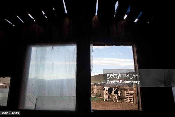 Cow is seen through the window of a shed at a dairy farm in the Baruun Turuu area of Ulaanbaatar, Mongolia, on Sunday, Aug. 13, 2017. The Mongolian...