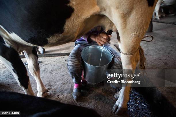 Worker milks a cow by hand in a shed at a dairy farm in the Baruun Turuu area of Ulaanbaatar, Mongolia, on Sunday, Aug. 13, 2017. The Mongolian diet...