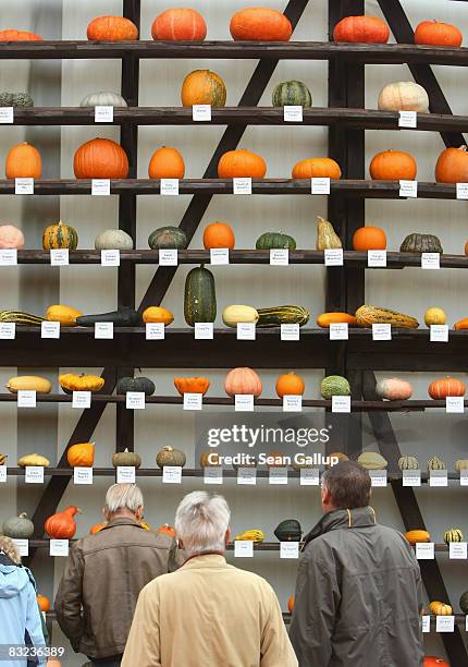 Visitors look at several hundred kinds of pumpkin on display at the Spargelhof Klaistow farm on October 12, 2008 in Klaistow, Germany. Sparghelhof...