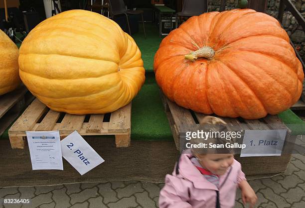 Little girl walks away from winning pumpkins, including the 1st place 260.5 kg pumpkin , after the 5th Berlin-Brandenburg Heaviet Pumpkin Contest at...
