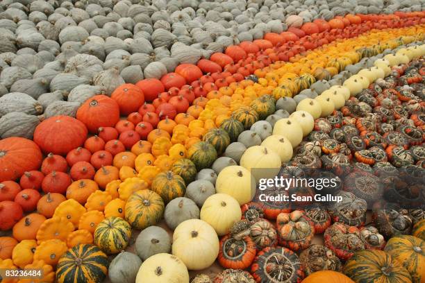 Different kinds of pumpkins sit on display at the Spargelhof Klaistow farm on October 12, 2008 in Klaistow, Germany. Spargelhof Klaistow, which has a...