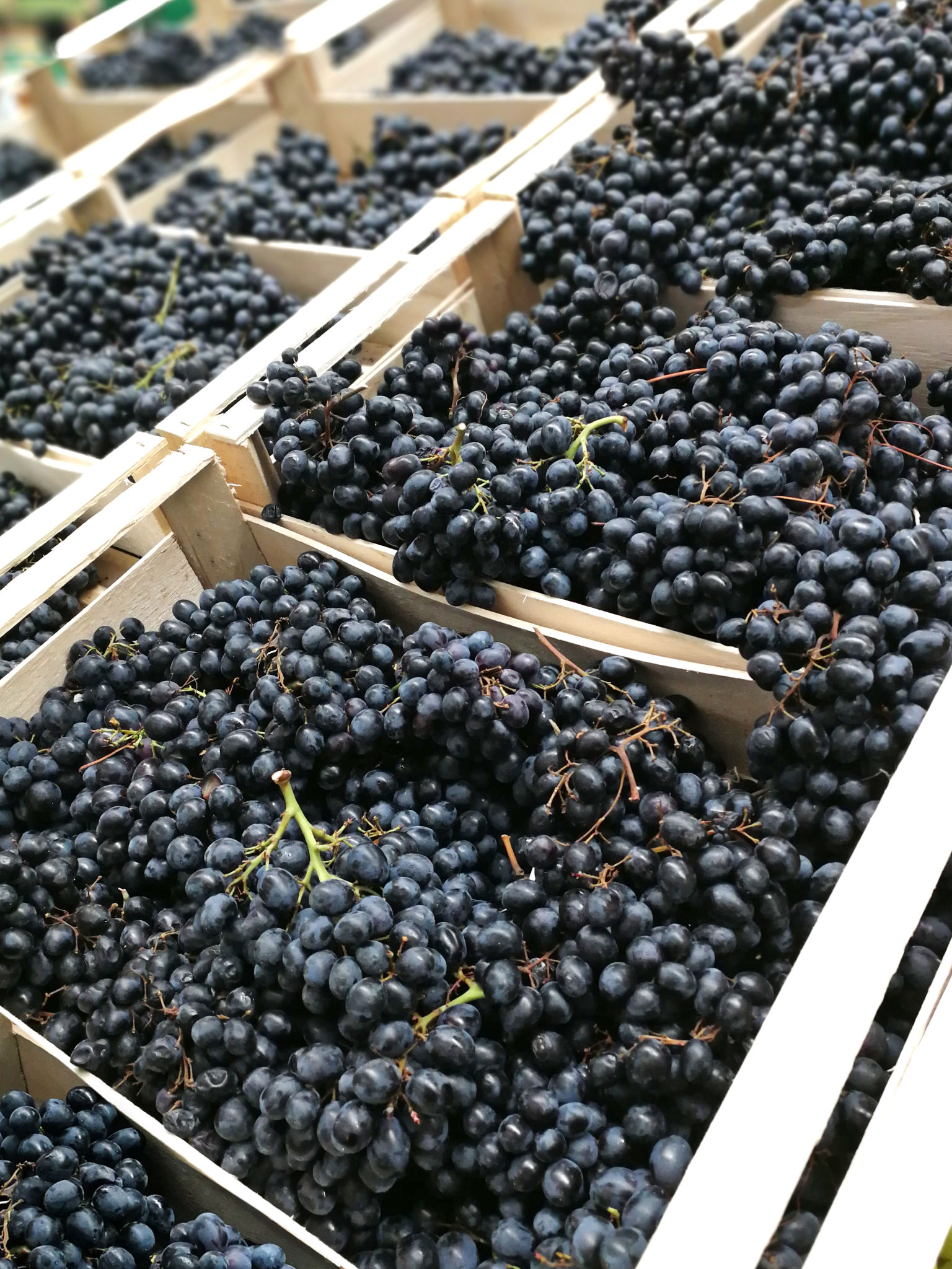 grape export