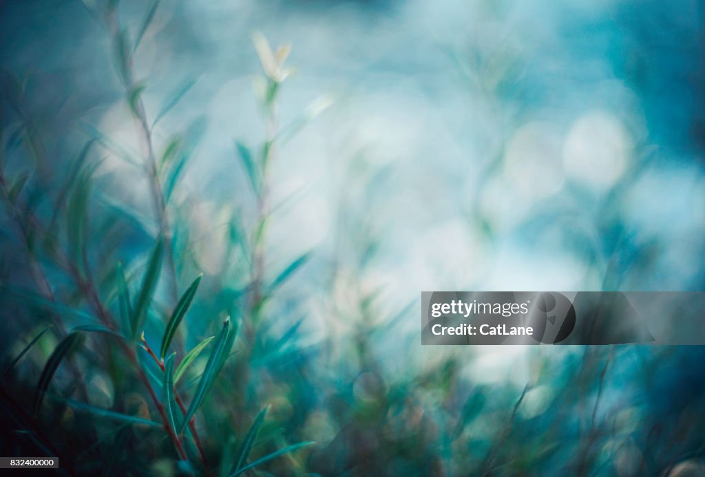 Willow branches in soft evening light