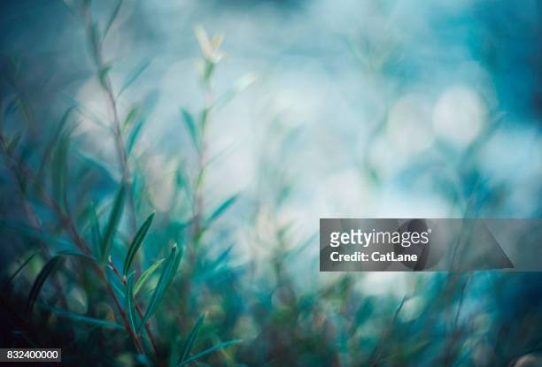 willow branches in soft evening light - focus on foreground stock pictures, royalty-free photos & images