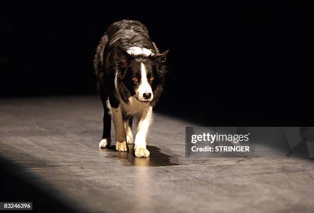 Recent picture of Cap, the eight-and-a-half-year-old Border Collie, walking on the stage of a Zagreb theatre where he is playing the main role in the...
