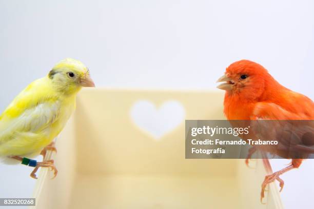 couple of birds perched on box with hearts. animal love - animal friends stock-fotos und bilder