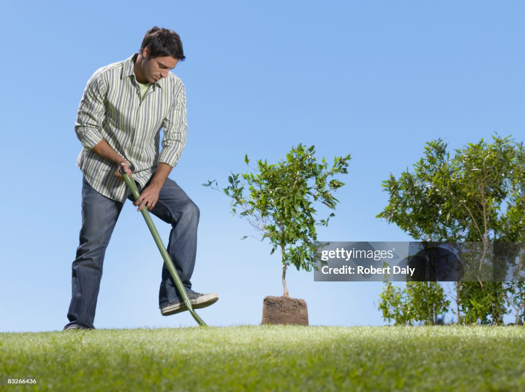 Man planting small tree