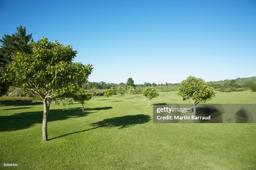 Field with trees