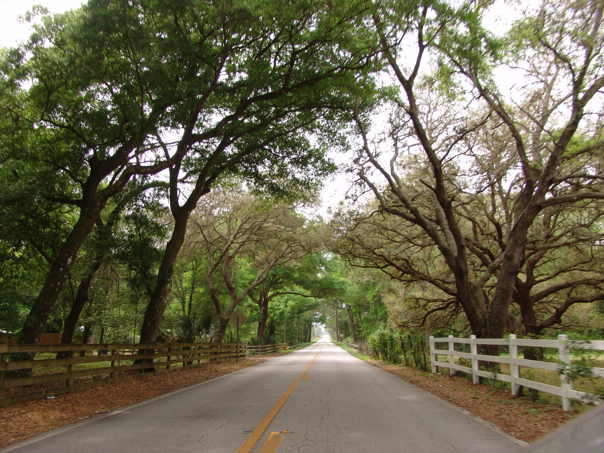 Canopy road, Carter Road, Volusia County Florida Canopy road, Carter Road, Volusia County Florida