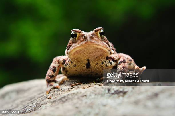 american toad (anaxyrus americanus), mount carleton provincial park, new brunswick, canada - bufo toad stock pictures, royalty-free photos & images