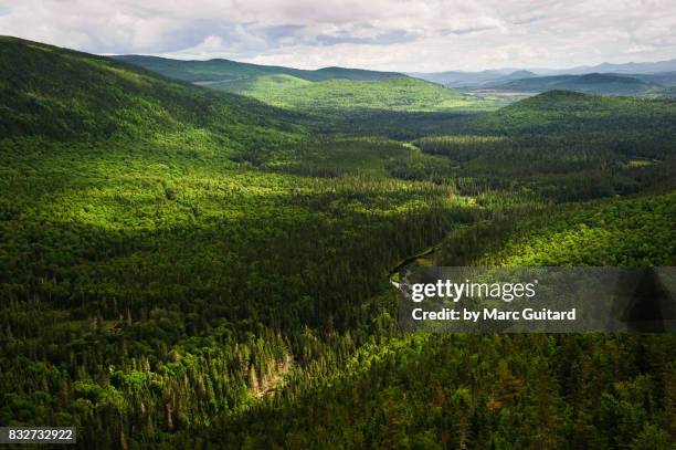 mount carleton provincial park, new brunswick, canada - wildlife reserve stock pictures, royalty-free photos & images