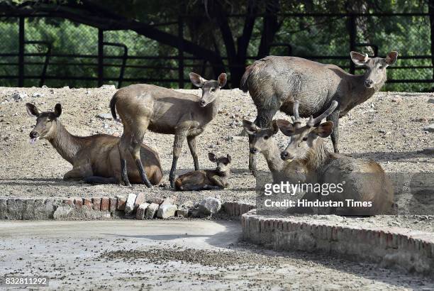 Sambar enclosure in Delhi Zoo on August 16, 2017 in New Delhi, India. A newly-born Sambar fawn rejected by its mother has been adopted by workers.