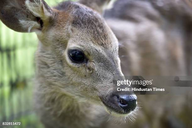 Newly-born Sambar fawn rejected by its mother has been adopted by Delhi Zoo on August 16, 2017 in New Delhi, India.