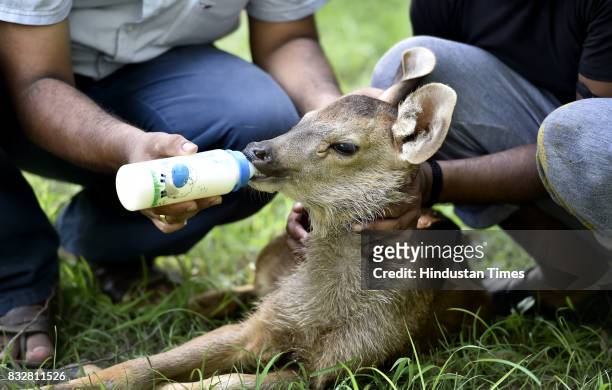 Newly-born Sambar fawn rejected by its mother has been adopted by Delhi Zoo on August 16, 2017 in New Delhi, India.