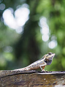close up lizard
