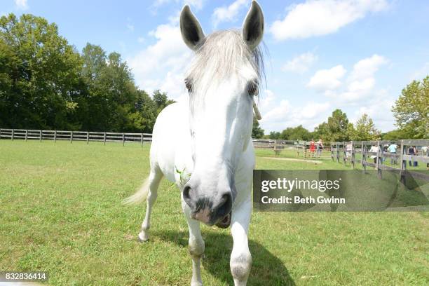 Show horse for Cavalia Odysseo on August 16, 2017 in Franklin, Tennessee.