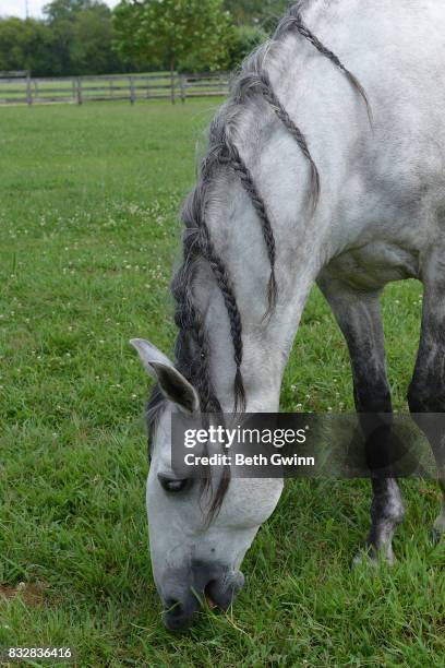 Show horse for Cavalia Odysseo on August 16, 2017 in Franklin, Tennessee.