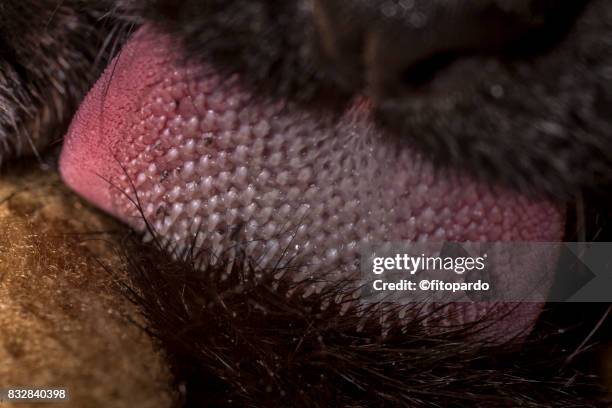 extreme close up of a cat nose and tongue - 動物の筋肉 ストックフォトと画像