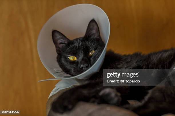 cat with plastic cone collar after surgery - cone_(eye) stock pictures, royalty-free photos & images