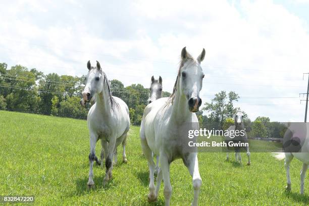 Arabian Horses for Cavalia Odysseo on August 16, 2017 in Franklin, Tennessee.