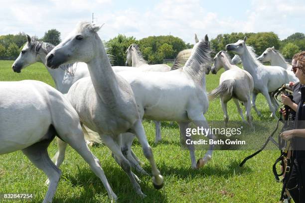 Arabian Horses for Cavalia Odysseo on August 16, 2017 in Franklin, Tennessee.