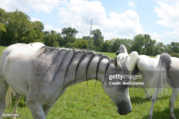 Arabian Horses for Cavalia Odysseo on August 16, 2017 in Franklin, Tennessee.