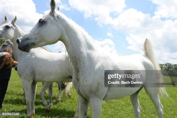 Arabian Horses for Cavalia Odysseo on August 16, 2017 in Franklin, Tennessee.