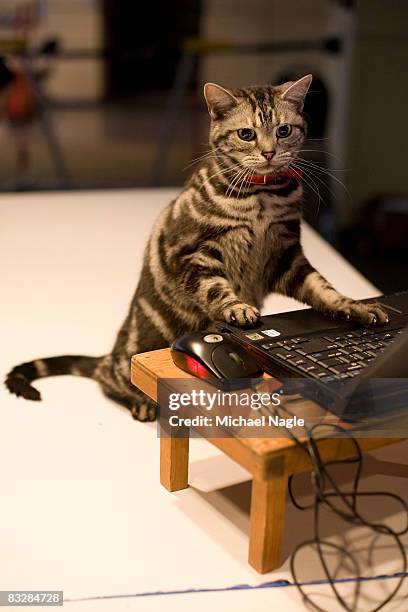 Jay Jay, an Iams trained cat, demonstrates his computer skills during a press preview for the 6th Annual CFA Iams Cat Championship at Madison Square...