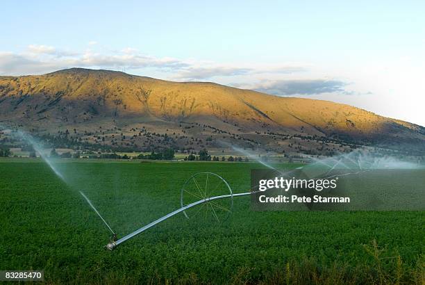 sprinkler wheels watering alfalfa. - alfalfa field stock-fotos und bilder