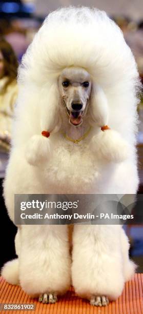 Sara, a four year old Standard Poodle is groomed before being shown at Crufts 2007 at the NEC in Birmingham,