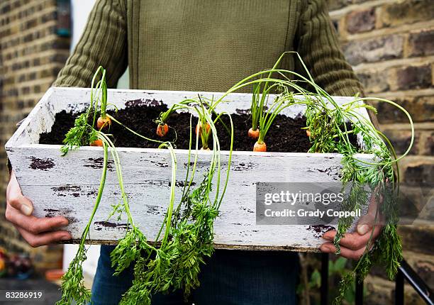 man holding window box of carrots - carrots growing stock pictures, royalty-free photos & images