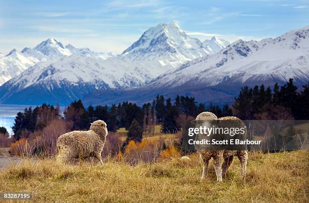 sheep grazing. mount cook and the southern alps  - mt cook stock-fotos und bilder