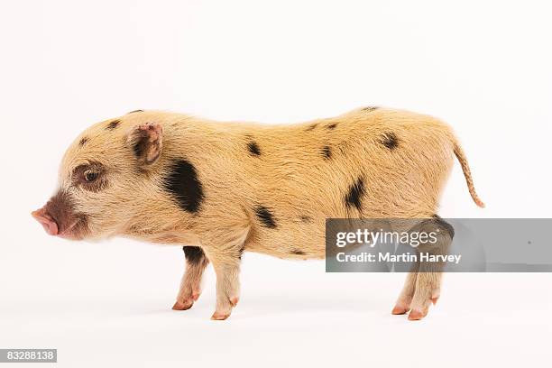 black and white pot-bellied piglet. - piglet white background fotografías e imágenes de stock