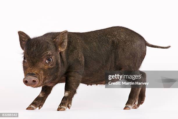 black pot-bellied piglet. - piglet white background fotografías e imágenes de stock