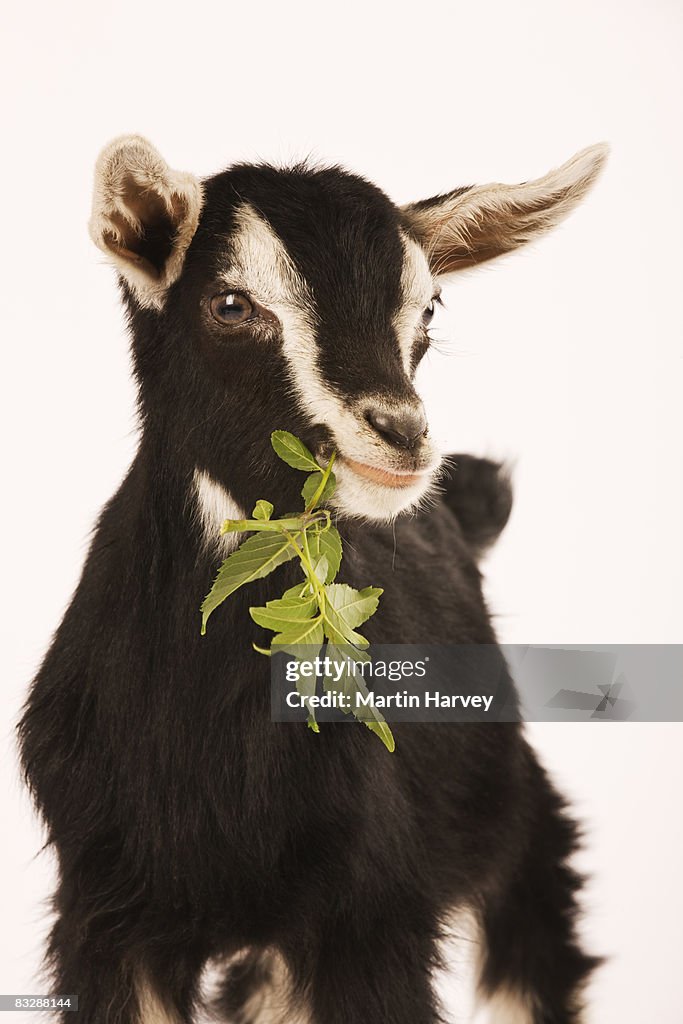British Alpine Rams British Alpine Goat