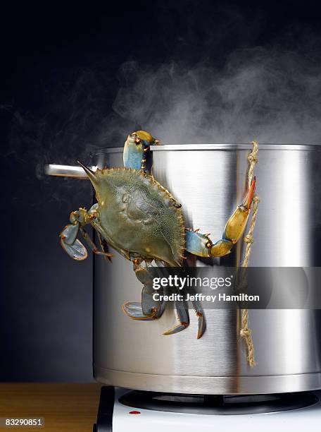 blue crab escaping boiling pot - crab stock pictures, royalty-free photos & images
