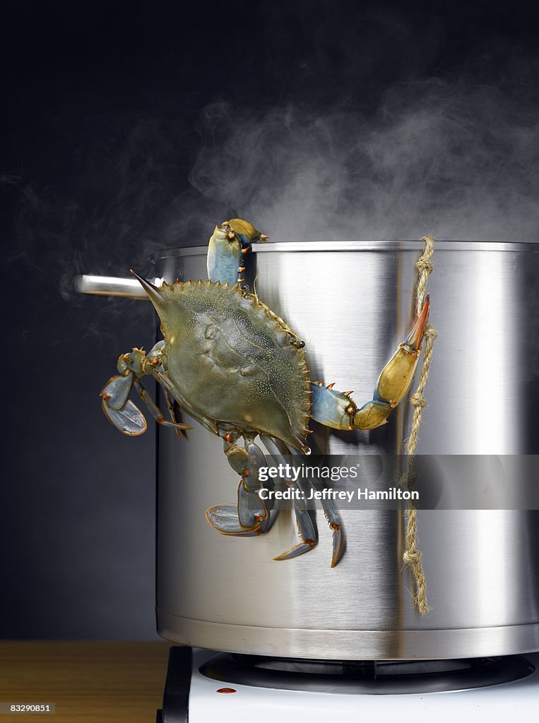 Blue crab escaping boiling pot