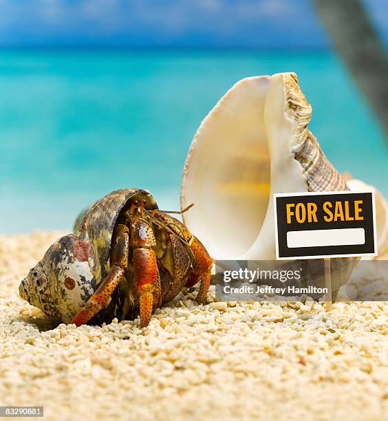 hermit crab outside of shell with for sale sign - hermit crab stock pictures, royalty-free photos & images