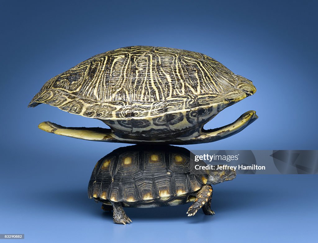 Turtle With Larger Shell On Back High-Res Stock Photo - Getty Images