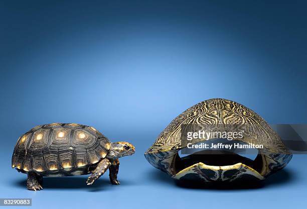turtle looking at larger, empty shell - aquatic organism stock pictures, royalty-free photos & images