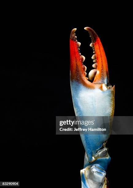 blue crab claw, detail - blue crabs stock pictures, royalty-free photos & images